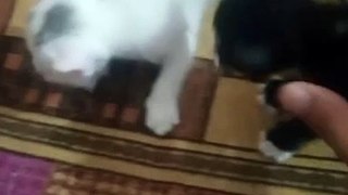 cute kittens playing| kittens playing video