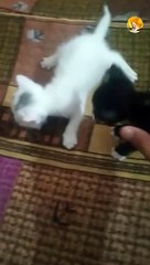 cute kittens playing| kittens playing video