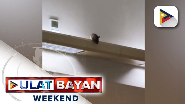 Ilang Kongresista at Senador, naglabas ng pahayag sa isyu ng surot at daga sa NAIA Terminal 3