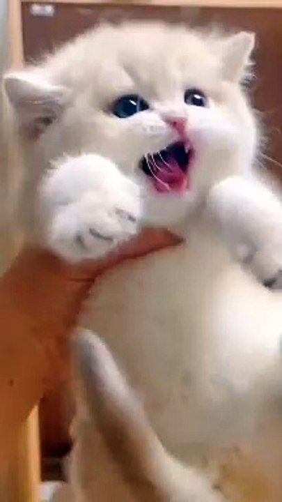 Cute Cat