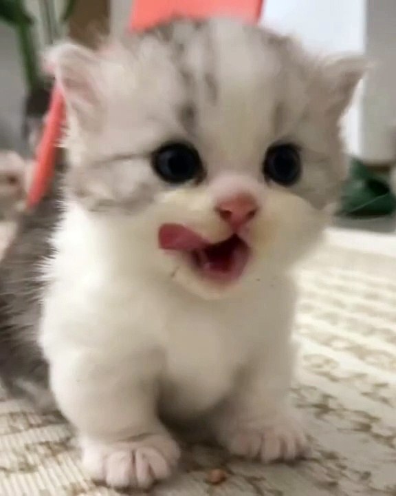 Beautiful Cat