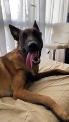 Trop intelligent  malinois chien reels