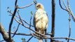 सतपुड़ा टाइगर रिजर्व में दिखा दुर्लभ पक्षी, रोमांचित कर देने वाला वीडियो आया सामने