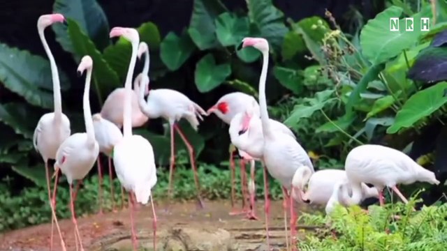 Beautiful relaxation film Beautiful Nest with beautiful birds, charming nests & relaxing music