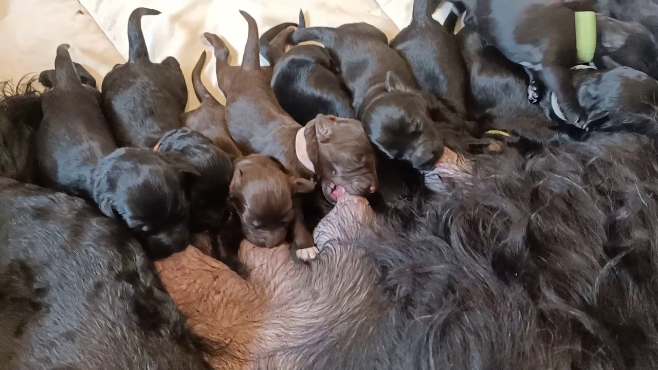 Chiots de race Chien D'eau Portugais nés le 22 février 2024