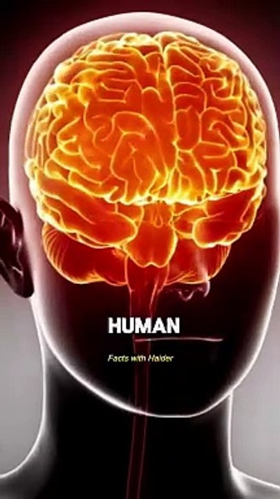 The Brain | Facts with Haider| Subscribe