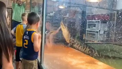 Cocodrilo ataca a su cuidador en el zoo