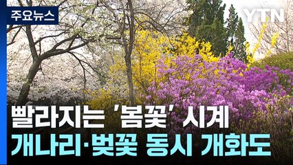 빨라지는 '봄꽃' 시계...개나리·벚꽃 동시 개화도 / YTN
