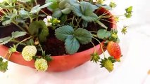 زراعة الفراوله   Strawberry cultivation