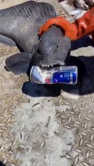 The most dangerous fish in the world 2024