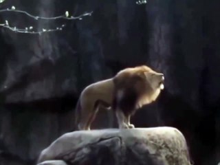 Lion's Roar Vs Tiger's Roar , KNOW IT!