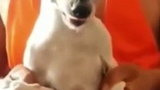 Best Funny Animal Videos Part 9