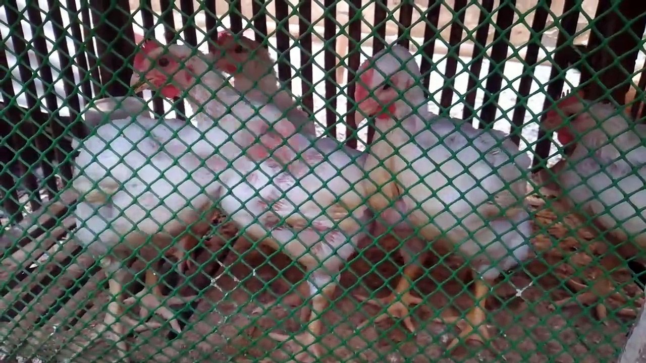CHICKEN