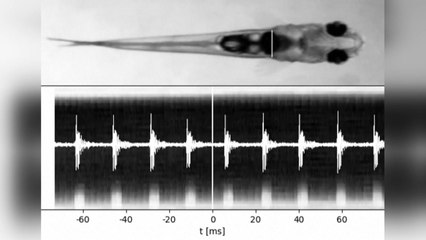 작은 물고기, 불도저만큼 큰 소리 내다! 🐟
