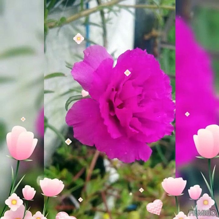 rupa² bunga yang indah