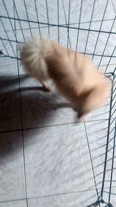 My cute pets