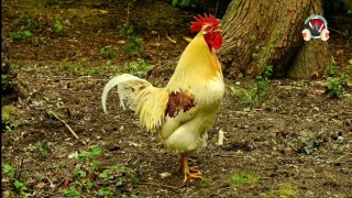 rooster crowing sound effect_rooster_free sound effects