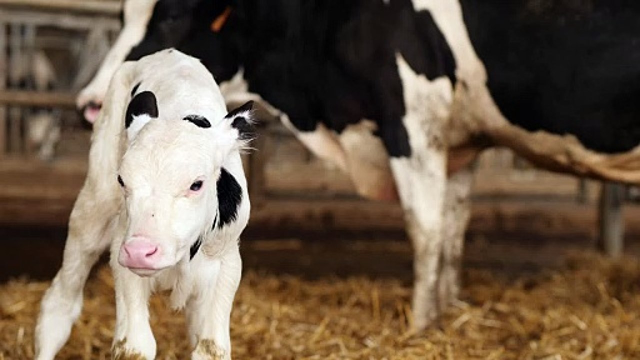Black and white cow calf