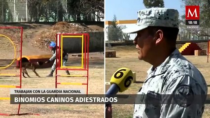 Guardia Nacional trabaja con caninos adiestrados para distintas labores