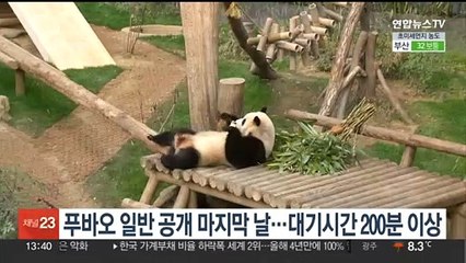 푸바오 일반 공개 마지막 날…대기시간 200분 이상