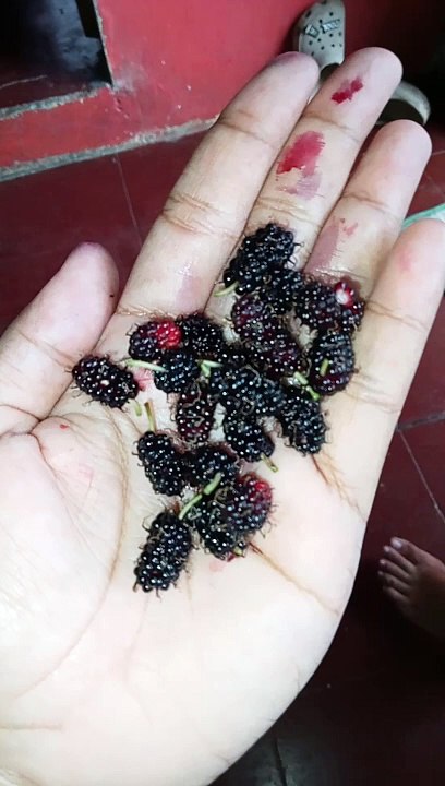 Berries