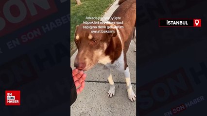 Genç kız sevdiği sürü köpeğin saldırısına uğradı