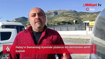 Hatay kıyılarına ölü denizanaları vurdu