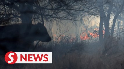 Crews battle spot fires in Texas, save cattle