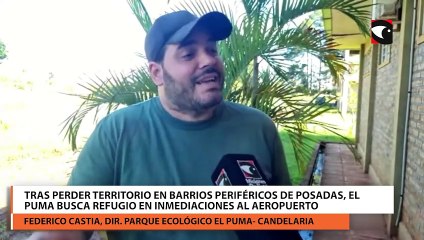Tras perder territorio en barrios periféricos de Posadas, el puma busca refugio en inmediaciones al aeropuerto