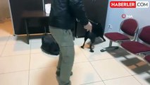 Narkotik dedektör köpeği peçeteye emdirilmiş 2 bin içimlik bonzai ele geçirdi