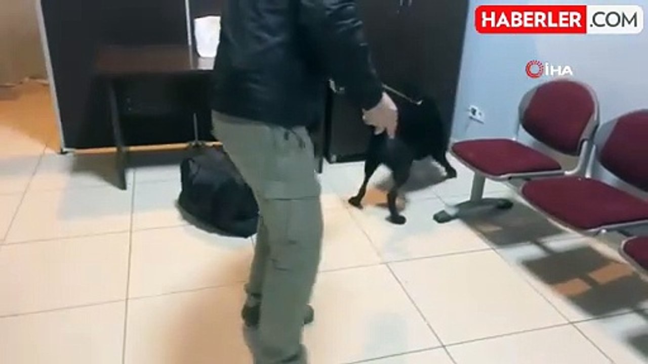 Narkotik dedektör köpeği peçeteye emdirilmiş 2 bin içimlik bonzai ele geçirdi