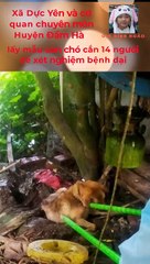 Chó dại 'tấn công' trường học cắn 14 thầy giáo, học sinh