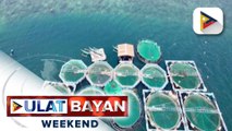 Central Bangus Hatchery ng BFAR-7 sa Calape, Bohol, nanguna sa rehiyon sa pagpapalago ng...