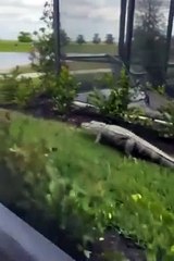 Un alligator charge et tente de mordre un couple dans une voiturette de golf !