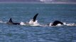 Expert explains why orcas kill great white sharks after attack caught on camera