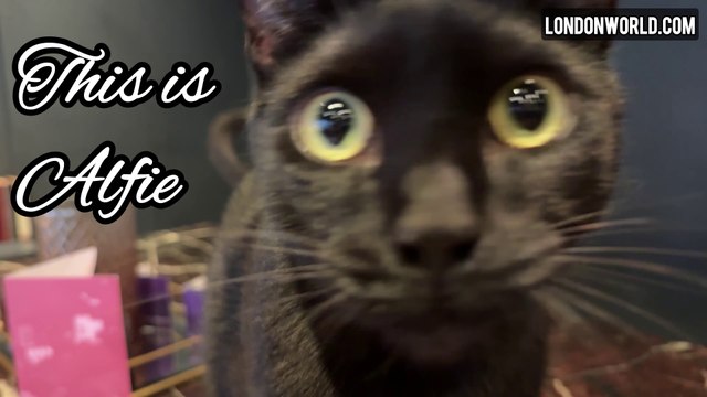 Soho’s latest jazz club - named after famous cat