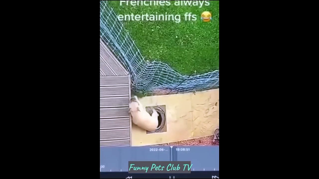 Funny Animal Videos  Funniest Cats and Dogs Videos 2024  #58