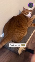 Funny Animals that make you laugh#38 #funnyanimals