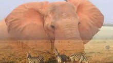 il rè degli animali