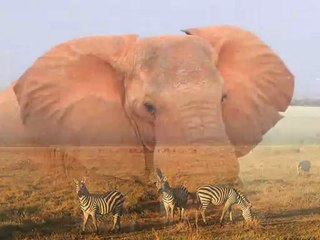 il rè degli animali