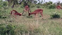 Impala Rams Fighting | Animal Videos #animal #Fight #fighting #impala