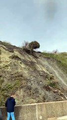 Tree falls down cliff in landslide