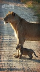 Cute! Chirping Of A Little Lion Cub (Funny and Cute Animal Cubs Videos)