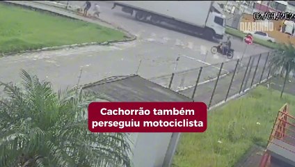 Homem e dois cachorros são atacados por pit bull