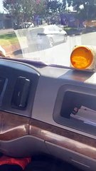 Dog Pretends to Be A Driver