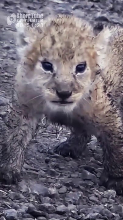 Cute Smaller Lion Cubs (Funny and Cute Animal Cubs Videos)