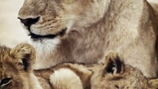 Lion Cubs - Waiting For Sleep (Now We Are Free)