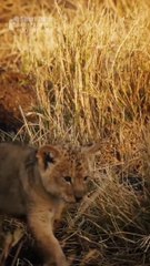 The journey of a baby lions to get to its mother (Funny and Cute Animal Cubs)