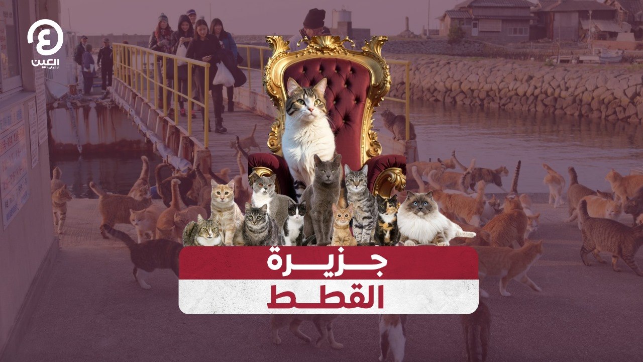 جزيرة القطط
