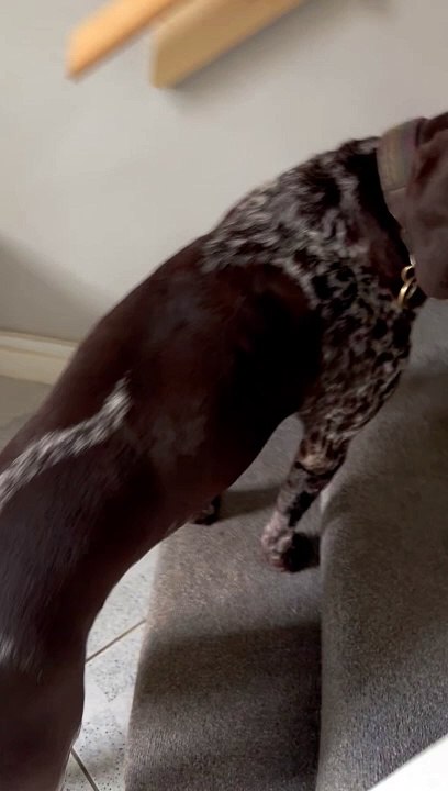 Dog Gets Caught Hiding An Egg
